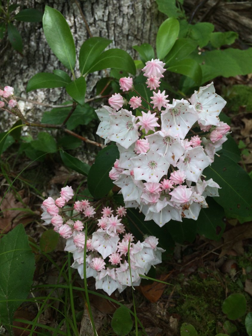 Pinkish white blossoms of mountain laurel are bursting out in displays reminiscent of fireworks.
